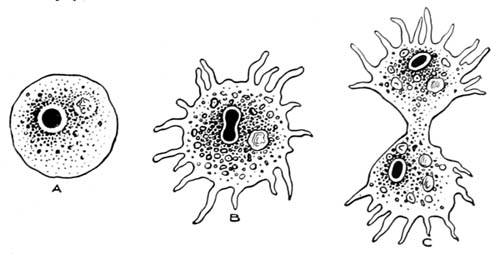 Sich teilende Amöbe. <br><small> Quelle: http://www.gutenberg.org/files/18451/18451-h/images/illus002.jpg. </small>